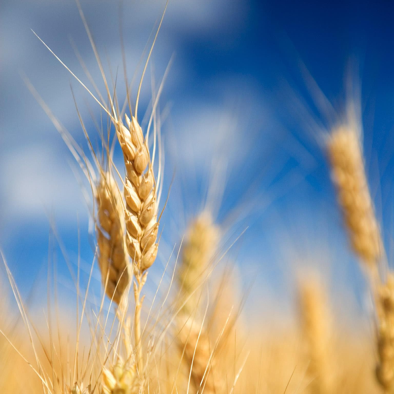 how-big-data-will-revolutionize-the-global-food-chain-mckinsey